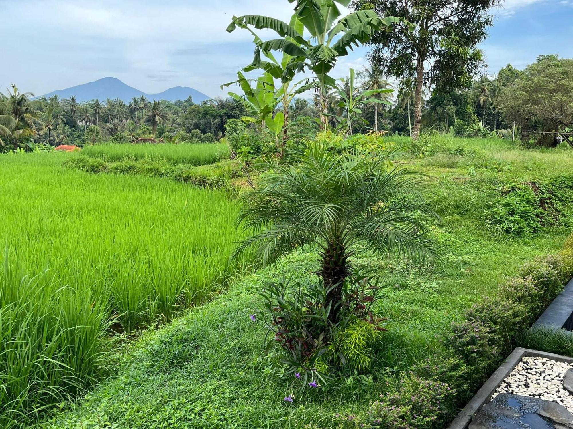 Maple Ridge Ubud (Bali)